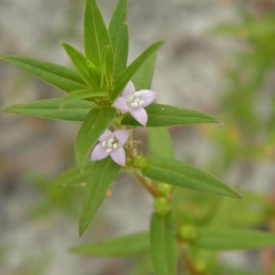 Hexasepalum teres — flower