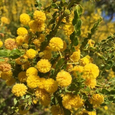 Acacia paradoxa — flower