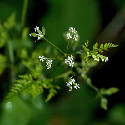 Anthriscus caucalis — flower