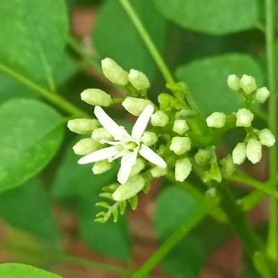 Murraya koenigii — flower