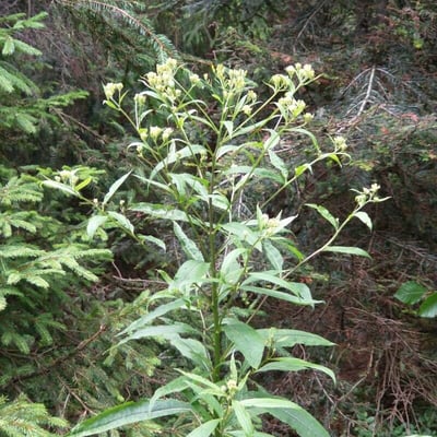 Senecio cacaliaster — flower