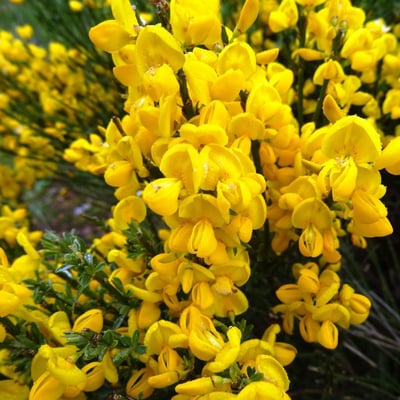 Genista anglica — flower