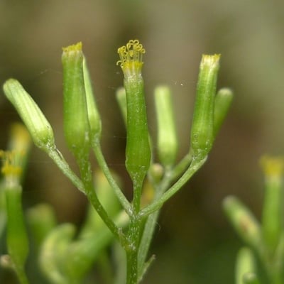 Erechtites minima — flower