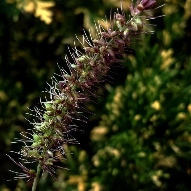 Setaria parviflora — flower
