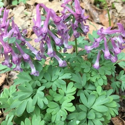 Corydalis solida — flower