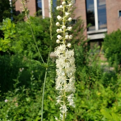 Actaea racemosa — flower