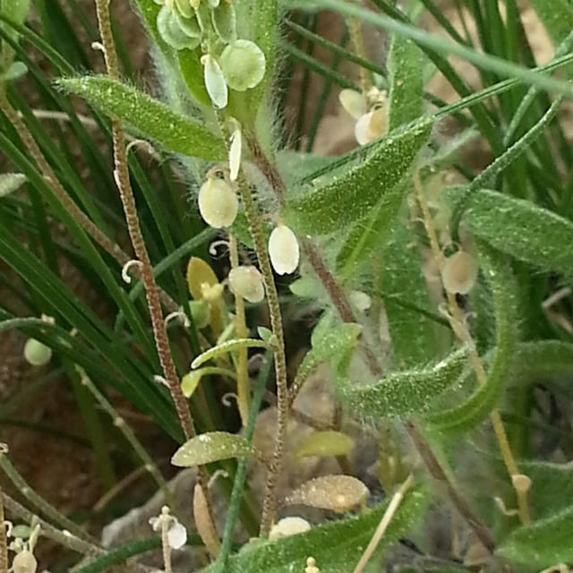 Clypeola jonthlaspi — flower