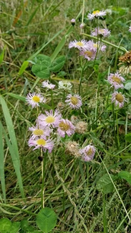 Daisy fleabane