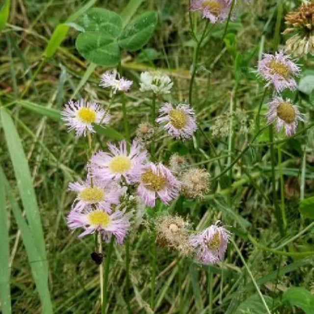 Erigeron philadelphicus — flower
