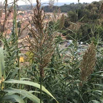Arundo donax — flower