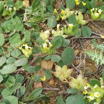 Tripodion tetraphyllum — flower