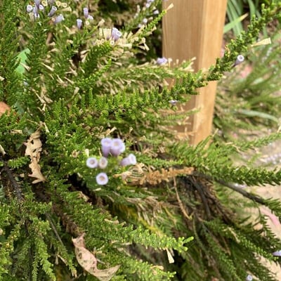Fabiana imbricata — flower