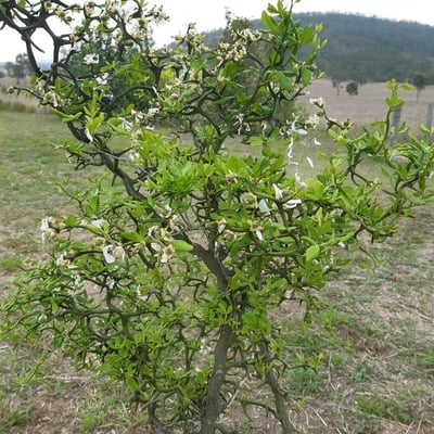 Citrus trifoliata — flower