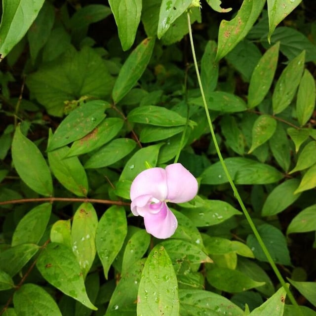 Vigna vexillata — flower