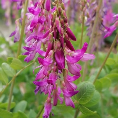 Hedysarum hedysaroides — flower