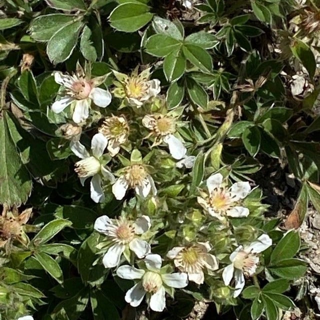 Potentilla caulescens — flower