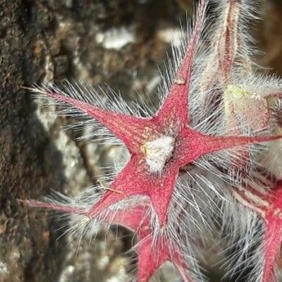 Trifolium stellatum — flower