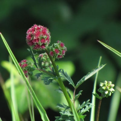 Sanguisorba minor — flower