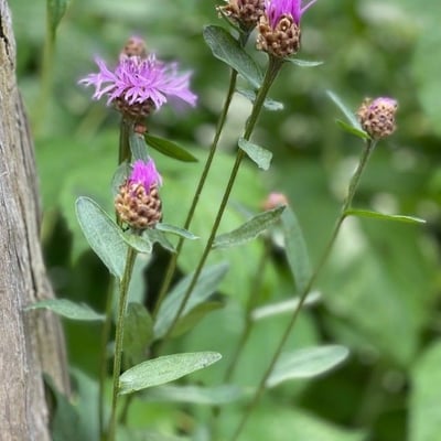 Centaurea decipiens — flower