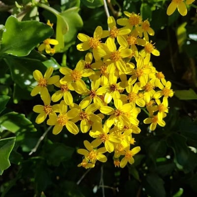 Senecio angulatus — flower