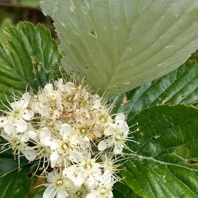Sorbus aria — flower