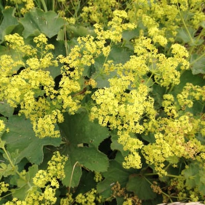 Alchemilla mollis — flower