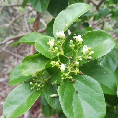 Premna serratifolia — flower