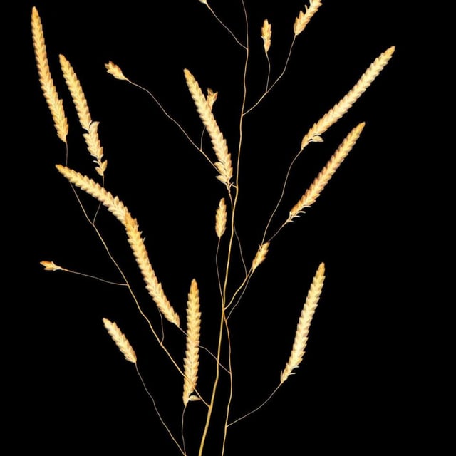 Eragrostis tremula — flower