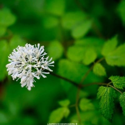 Actaea pachypoda — flower