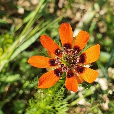 Adonis aestivalis — flower