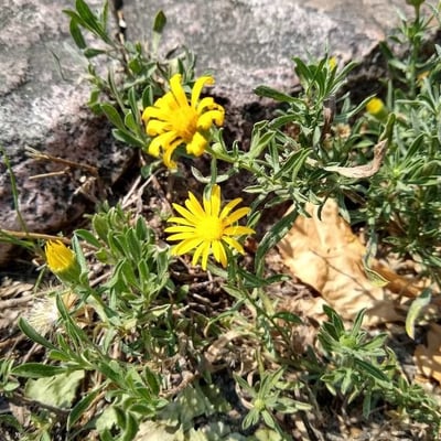 Heterotheca villosa — flower