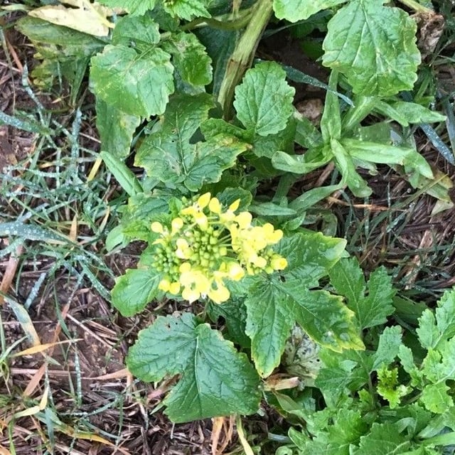Sinapis alba — flower