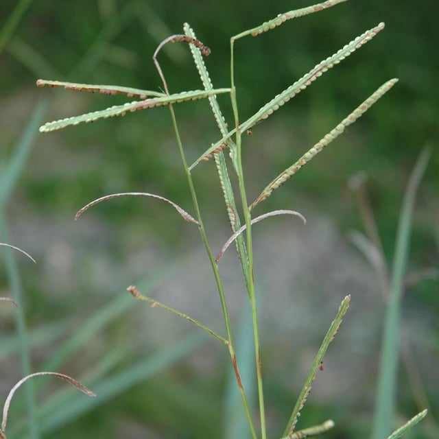 Paspalum scrobiculatum — flower