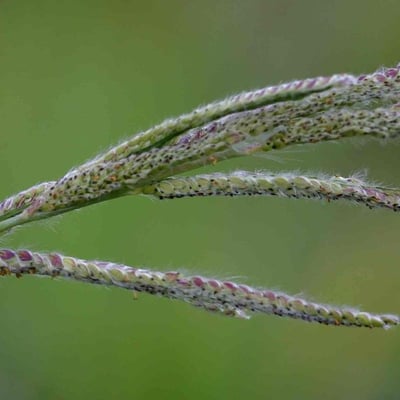 Paspalum urvillei — flower