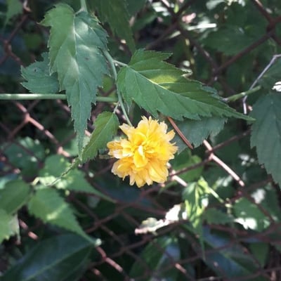 Kerria japonica — flower