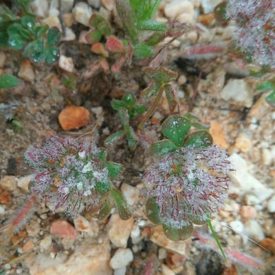 Trifolium lappaceum — flower
