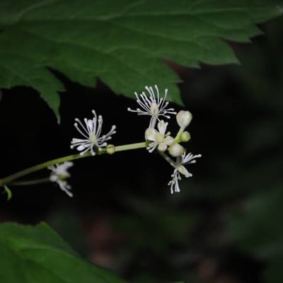 Actaea spicata — flower