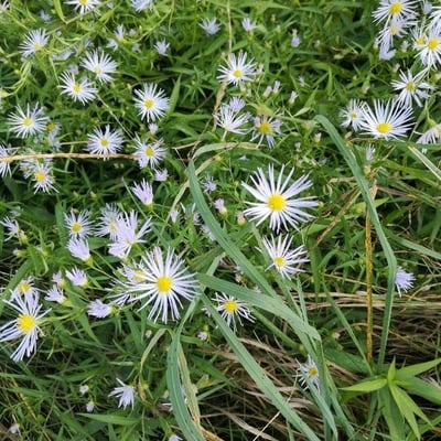 Symphyotrichum puniceum — flower