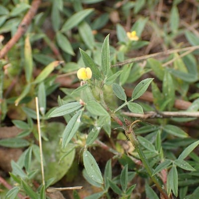 Stylosanthes fruticosa — flower