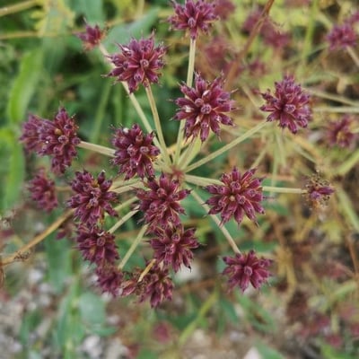 Oenanthe lachenalii — flower