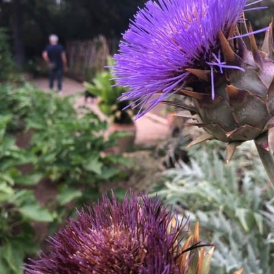 Cynara cardunculus — flower