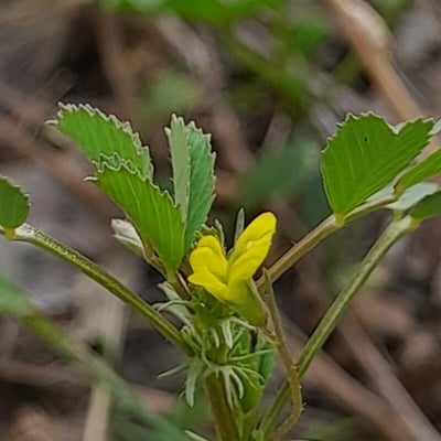 Medicago laciniata — flower