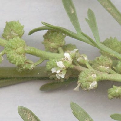 Lepidium coronopus — flower