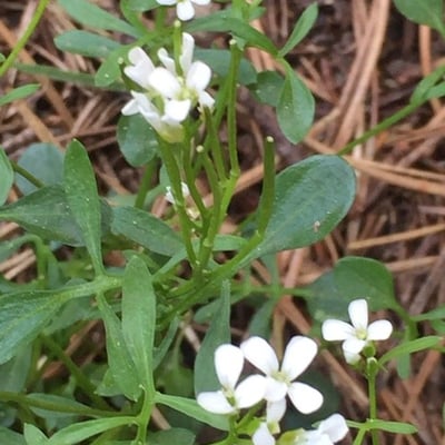 Cardamine bellidifolia — flower