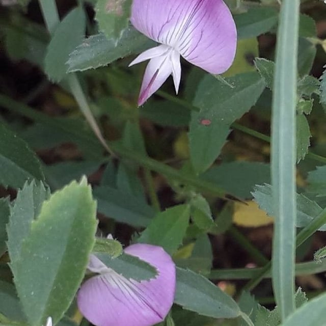 Ononis reclinata — flower