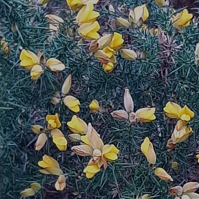 Ulex gallii — flower