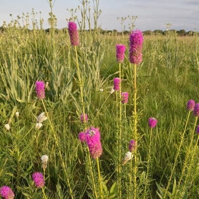 Dalea purpurea — flower