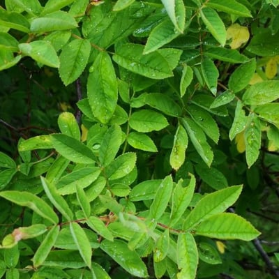 Rosa davurica — leaf