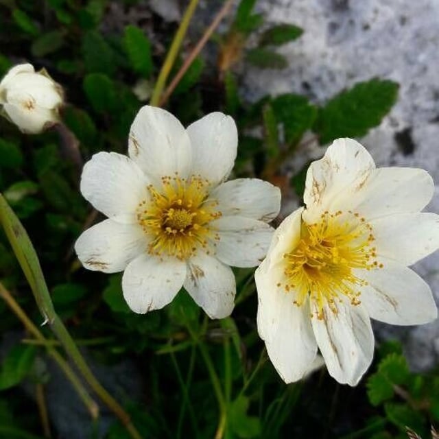 Dryas octopetala — flower