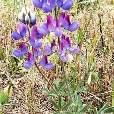 Lupinus bicolor — flower
